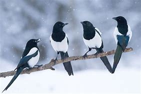 MAGPIES